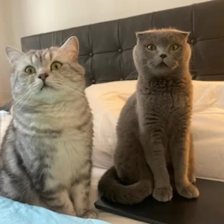 Privat bolig Cats And Antiques In Private *