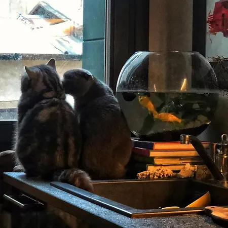 Cats And Antiques In Private ホームステイ