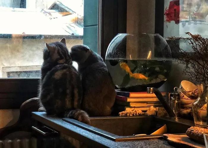 Cats And Antiques In Private Ubytování v soukromí