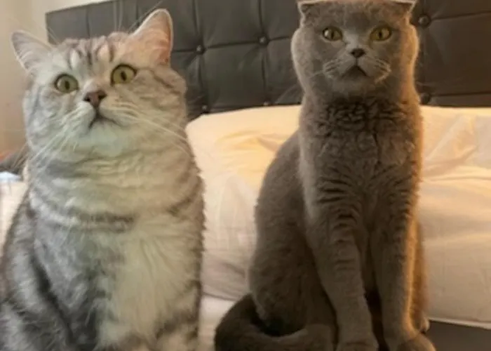 Ubytování v soukromí Cats And Antiques In Private *